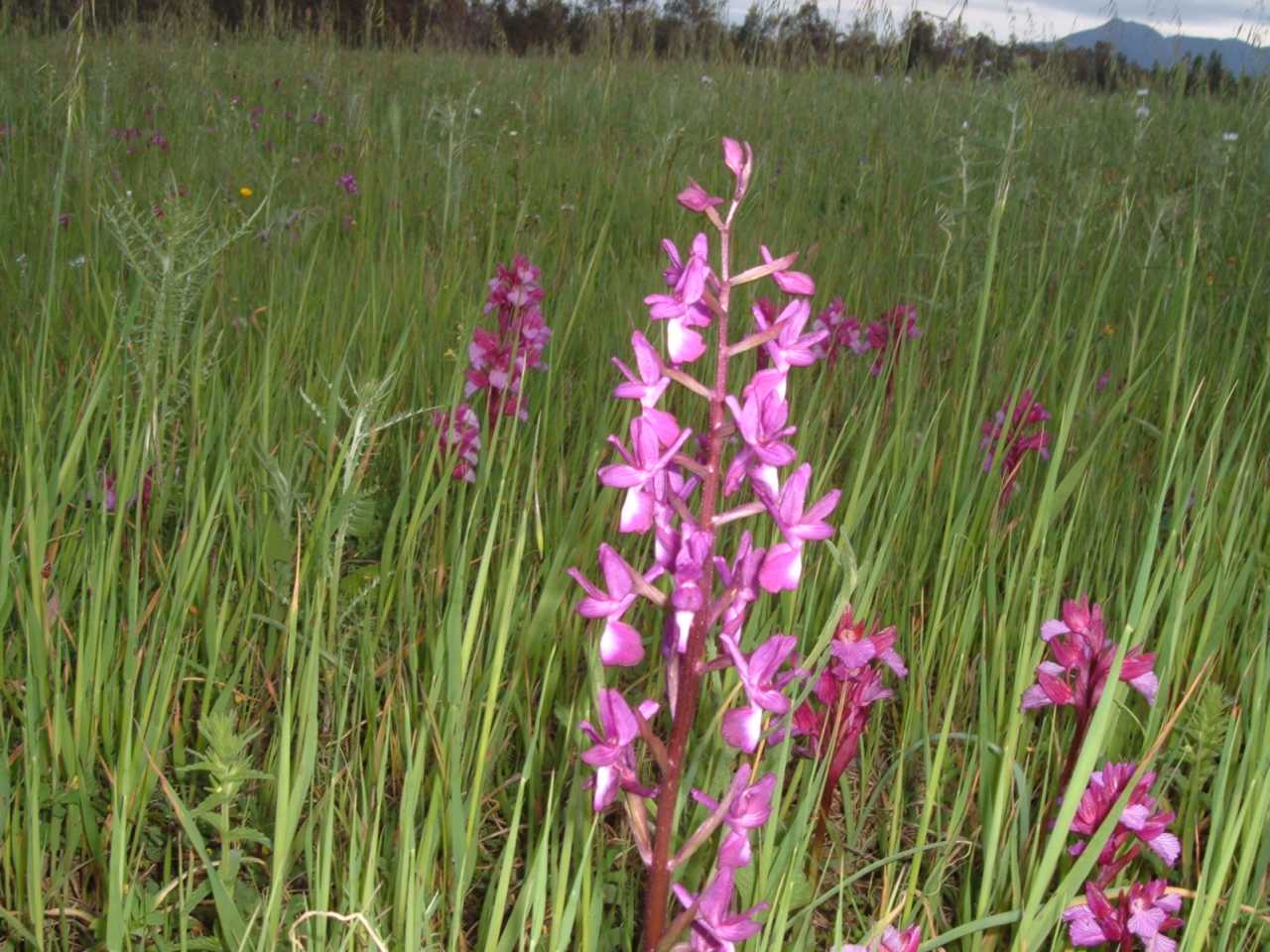 campo di orchis papilionacee..